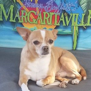 Meet your Posher, Dave